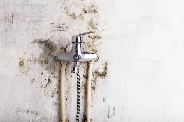 Best Fast Mold Removal  in Seguin, TX