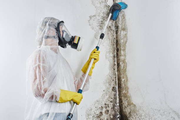 Best Black Mold Removal  in Seguin, TX