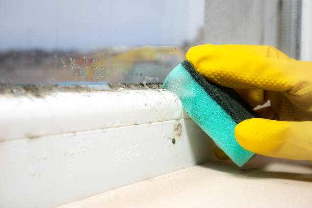 Best Certified Mold Removal  in Seguin, TX