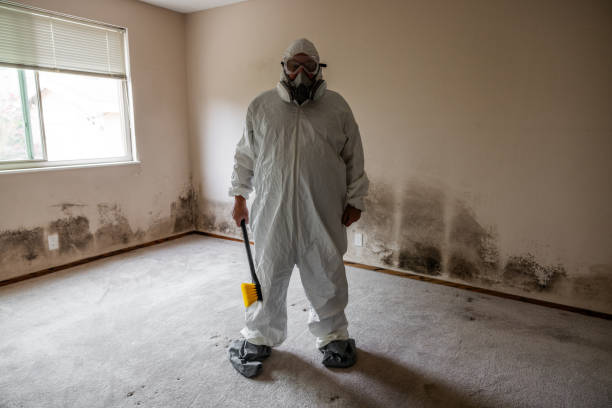Reliable Seguin, TX Mold Removal Solutions