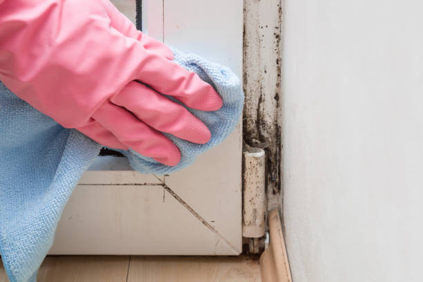 Best Office Mold Removal Services  in Seguin, TX